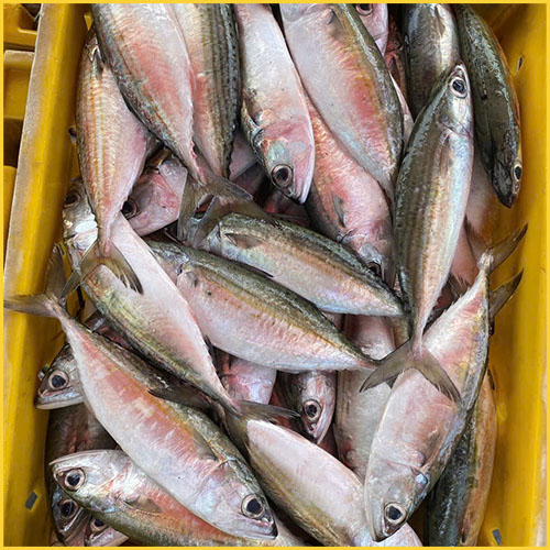 round scad exporter in Nha Trang, Khanh Hoa, Việt Nam
